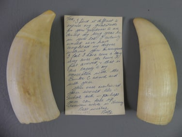 PAIR POLISHED WHALE TEETH