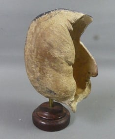 FOSSILIZED WHALE EARDRUM