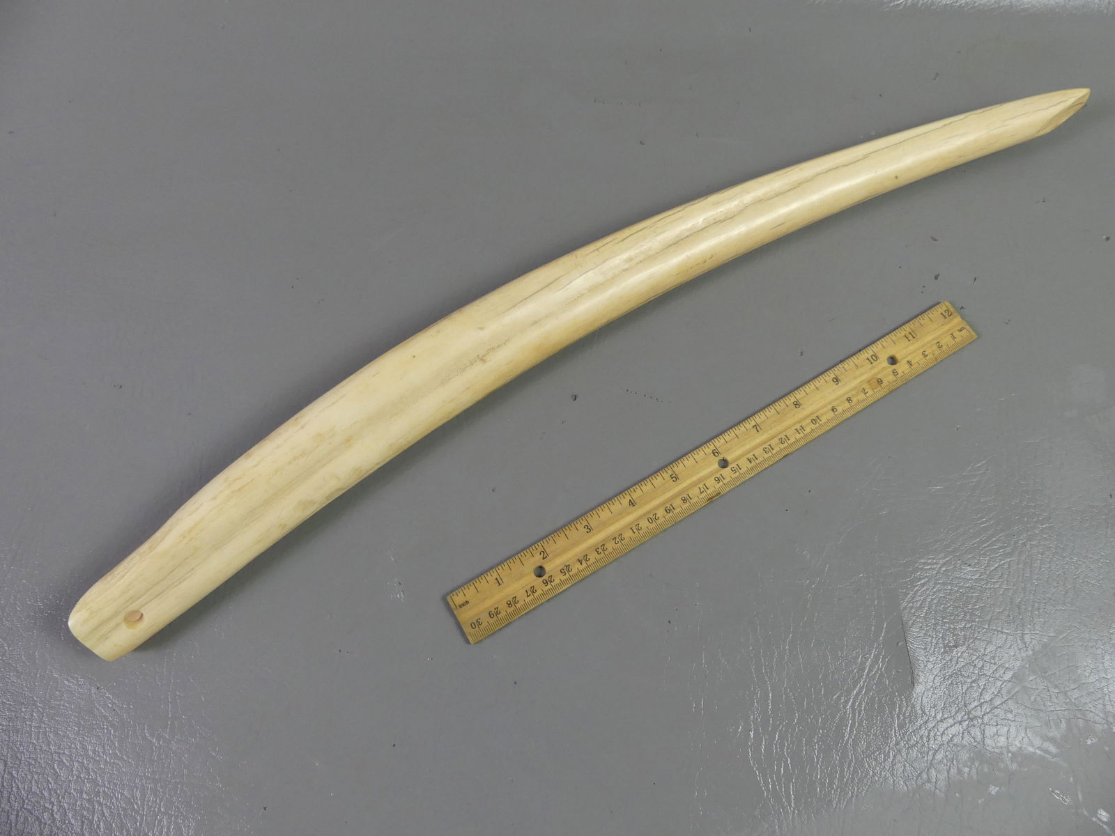 POLISHED WALRUS TUSK: 19th century polished smooth walrus tusk with drilled hole at end. 23 in long, weighs 37 oz. NOTE: We can ship this item in-house.