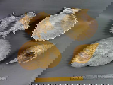 4 LARGE WOODEN SEASHELLS