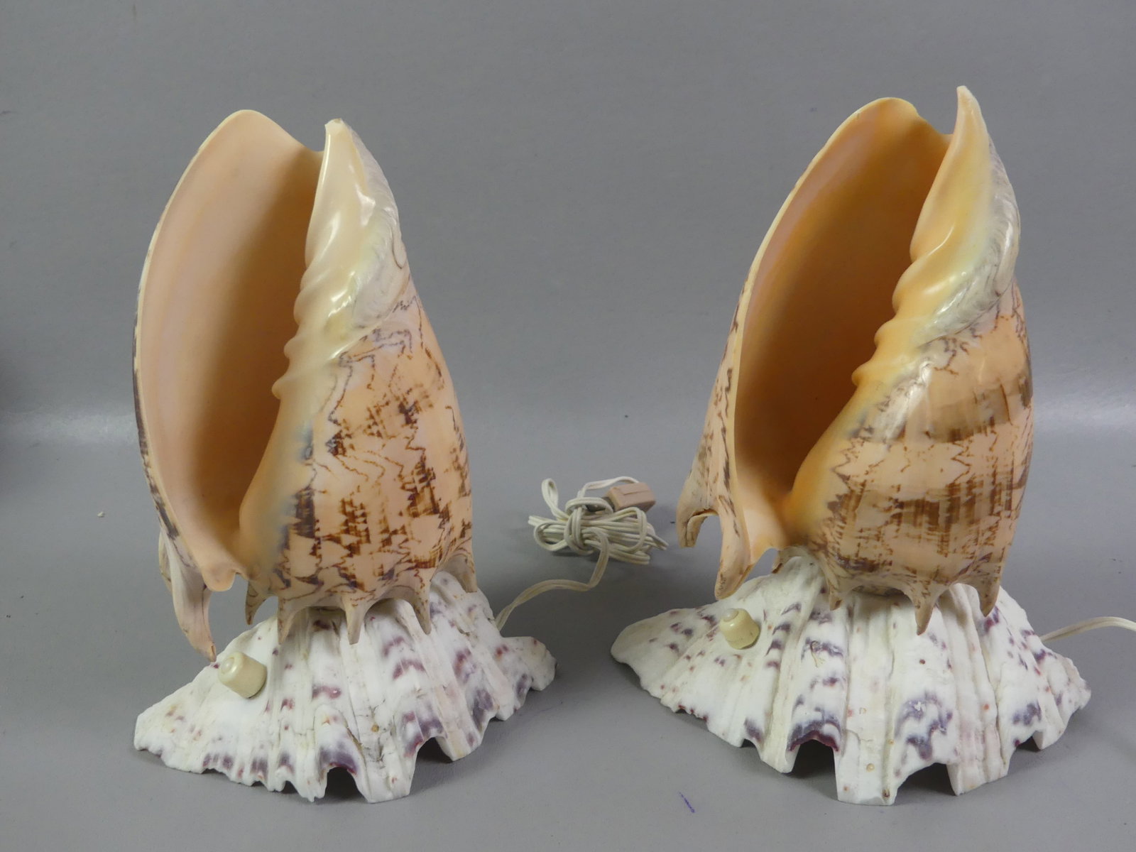 PAIR OF SEASHELL ELECTRIC LAMPS: Pair of electric boudoir or desk lamps made from natural Imperial Volute seashells, 9 in tall. Good condition.