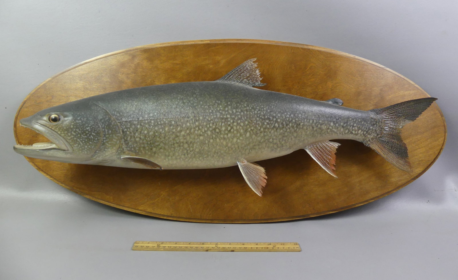 3 FT. TAXIDERMY FISH BY AGOSTINO: Old mounted fish axidermy plaque with large salmon signed verso Rod Agostino 1986, Kennebunk Maine. 16 x 36 in long.