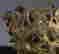 item-137045804=3