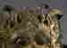 item-137045804=5