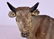 Large Italian 18/19th C. Carved Wood Cow - 5