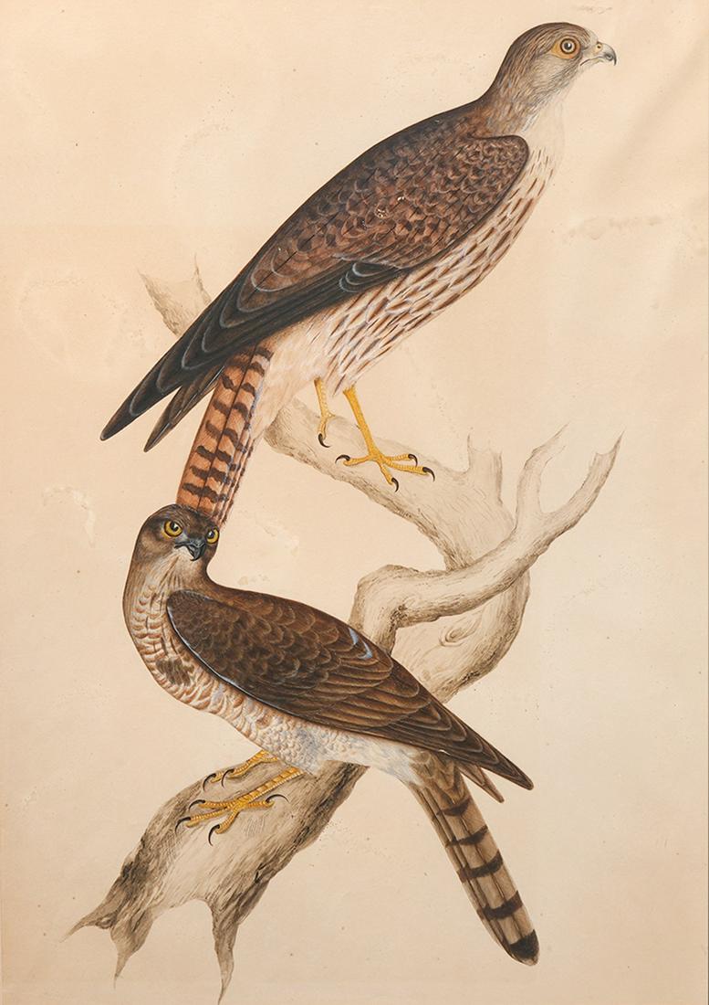 Attributed John James Audubon Watercolor Painting (1 of 20)