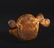 A FINE GILT-BRONZE BEAR, HAN DYNASTY - 5