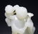 A WHITE JADE CARVING OF BOY GROUP, QING DYNASTY - 5