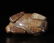 A CARVED WHITE AND RUSSET JADE BEAR , Han Dynasty - 6