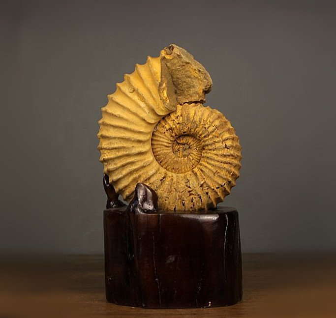 Large Old Chinese Natural Colourful Snails Fossil Stand (1 of 6)