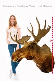 Monumental Taxidermy Moose Head Montana Circa 1999