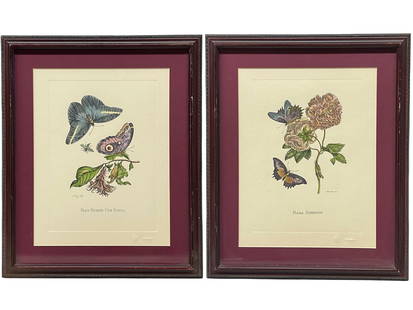 The Marian Pl. 31, Merian Pl. 60, Caligo Butterfly, Wasp, with Original Stamps: The Marian Pl. 31, Cotton Rose from Metamorphosis of the Insects of Suriname captures the developmental cycle of the insect framed by the native Surinamese floraImpressed marks Florentine 'fleur de li