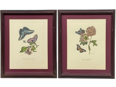 The Marian Pl. 31, Merian Pl. 60, Caligo Butterfly, Wasp, with Original Stamps