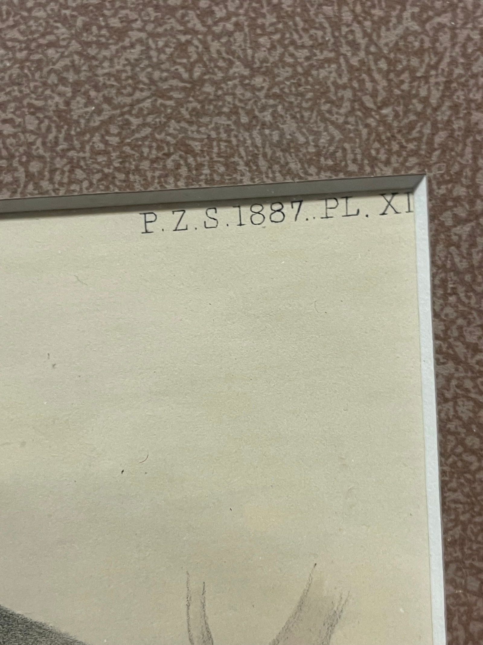 An Original Antique Monkey Print Circa 1887 - 3