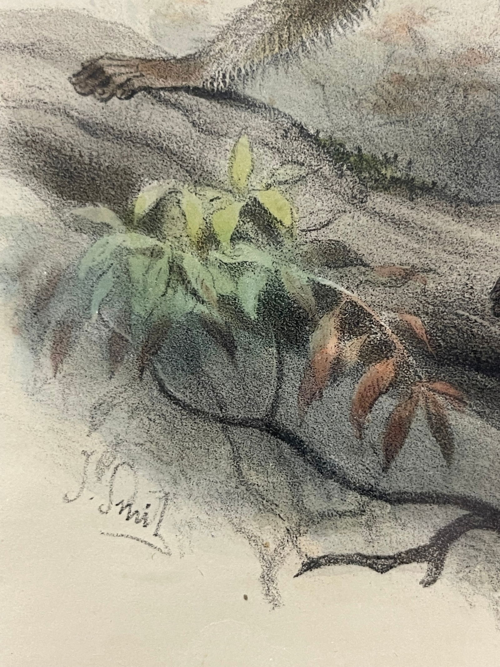 An Original Antique Monkey Print Circa 1887 - 4