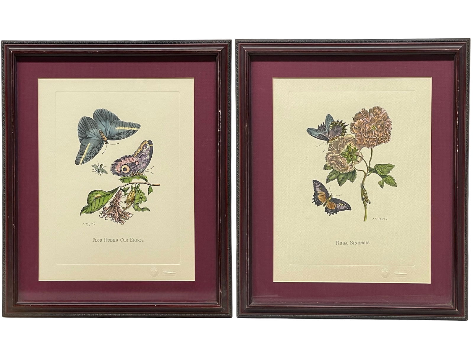 The Marian Pl. 31, Merian Pl. 60, Caligo Butterfly, Wasp, with Original Stamps (1 of 16)