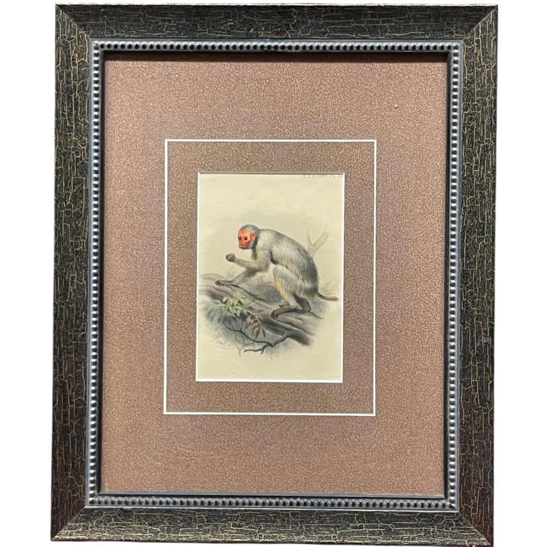 An Original Antique Monkey Print Circa 1887: An Original Antique Monkey Print Circa 1887. 13-1/2” x 14-1/2”