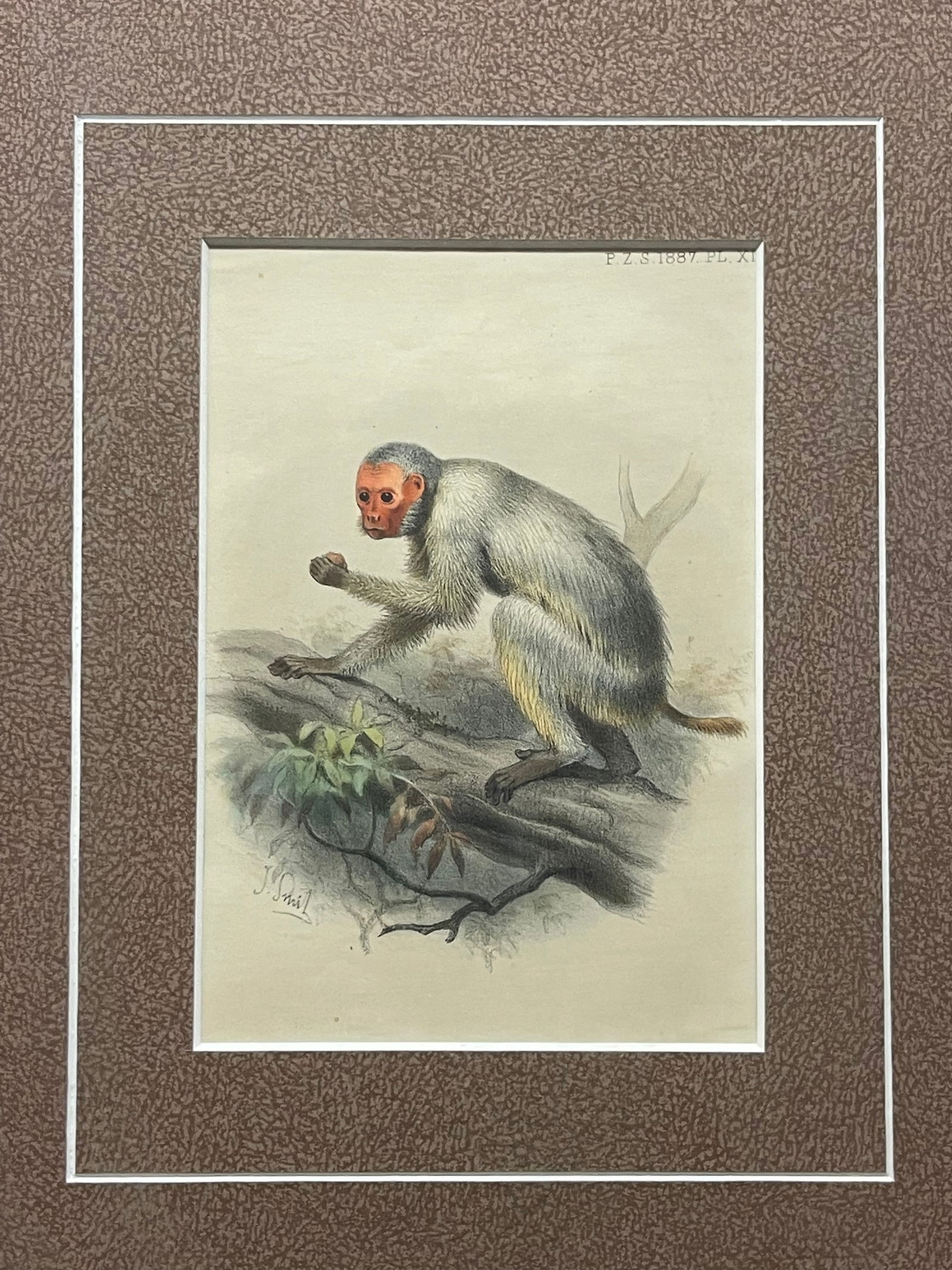 An Original Antique Monkey Print Circa 1887 - 2