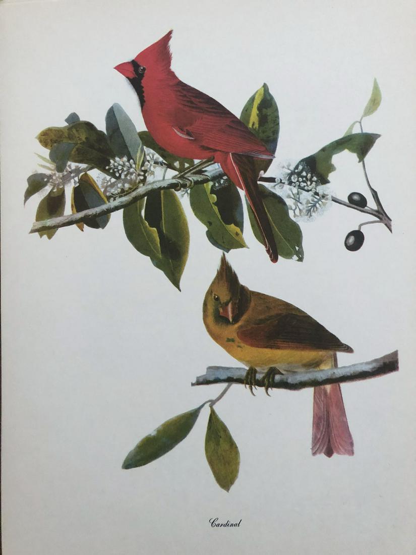 Audubon. Birds of America.: Fifty prints with commentaries by Roger Tory Peterson.