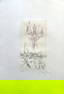 Wilfredo Lam signed and numbered Etching. 1966. One of 25 copies.