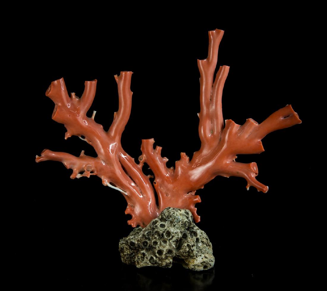 A Chinese Coral (1 of 3)