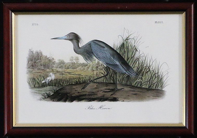 Blue Heron by John "James" Audubon (1 of 5)