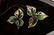 Pair Art Nouveau Enamel on Copper Portrait Elements - 6