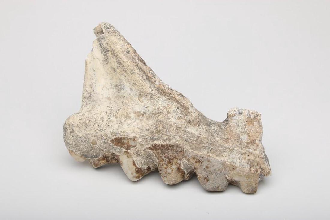 Partial Fossilized Mastodon Jaw (1 of 5)