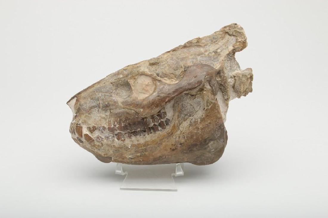 Fossil Skull Miohippus (1 of 5)