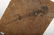 Group Fossils in Matrix Trilobites Flying Dragon Lizard - 2