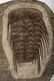 Group Fossils in Matrix Trilobites Flying Dragon Lizard - 3