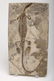 Group Fossils in Matrix Trilobites Flying Dragon Lizard - 4