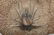 Group Fossils in Matrix Trilobites Flying Dragon Lizard - 6