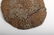 Group Fossils in Matrix Trilobites Flying Dragon Lizard - 7