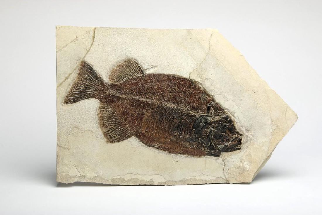 Large Specimen Phareodus Fish in Matrix Fossil (1 of 5)