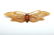 Group Art Nouveau Carved Horn Jewelry Necklace + Pins - 4
