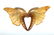 Group Art Nouveau Carved Horn Jewelry Necklace + Pins - 6