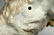 Von Schierholz German Ram Cherub Porcelain Figure Group - 5