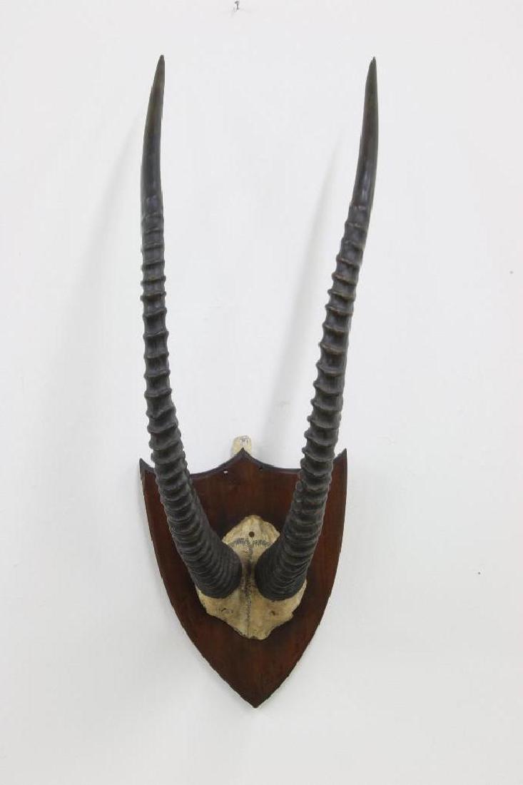 Roan Antelope Horns Mounted: Approx. 31 in H from base of antler to top and overall 12 in wide.