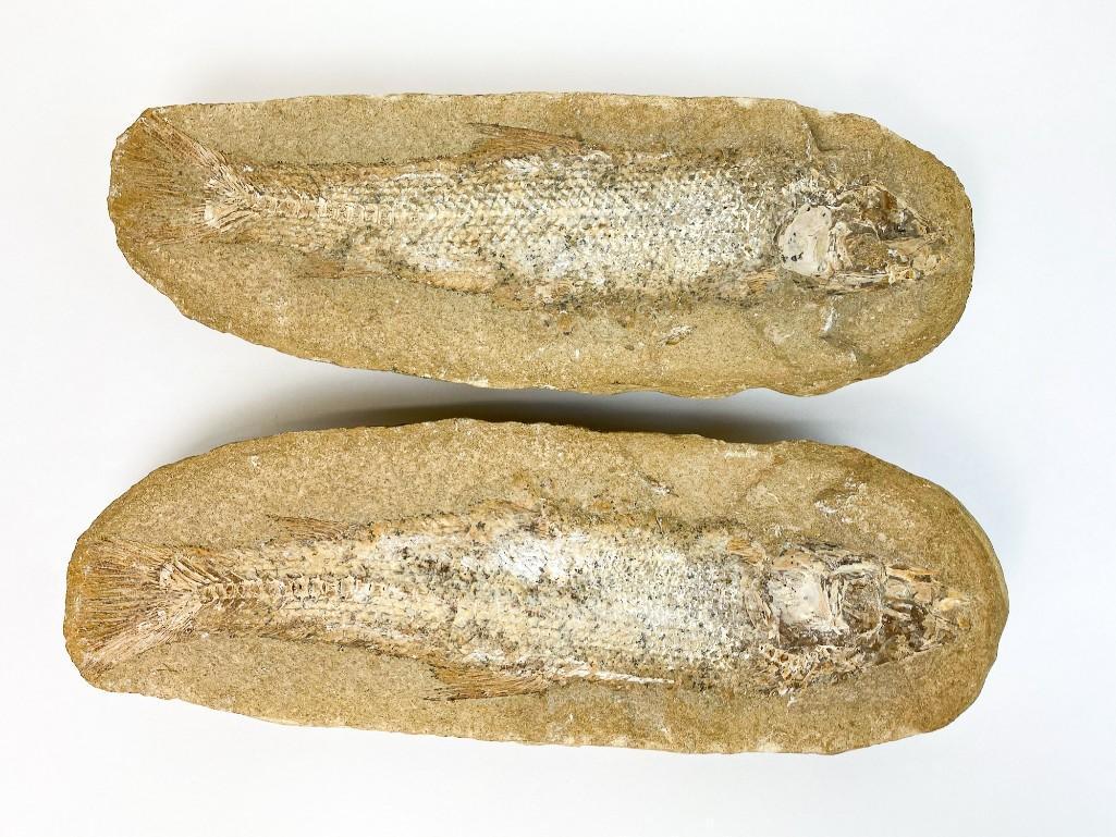 Prehistoric Fish Sandstone Fossil in Two Halves (1 of 9)