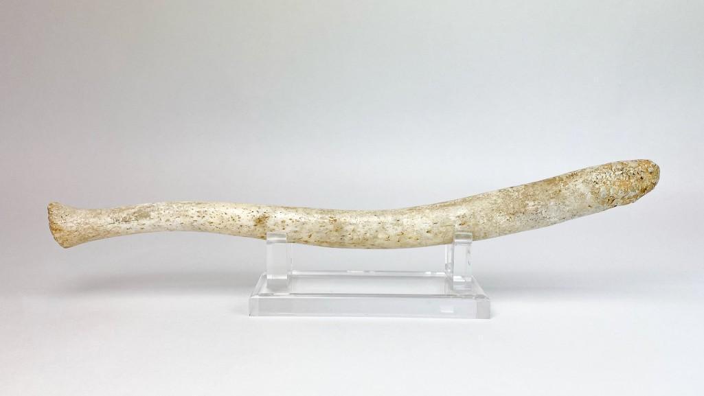 Large Polished Native Alaskan Oosik (Walrus Baculum) (1 of 8)