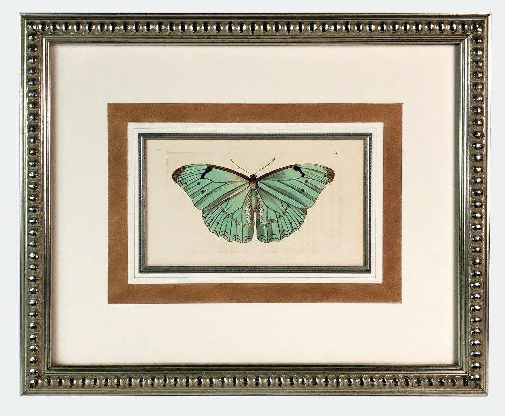 Shaw & Nodder Framed Butterfly Engraving (1 of 5)