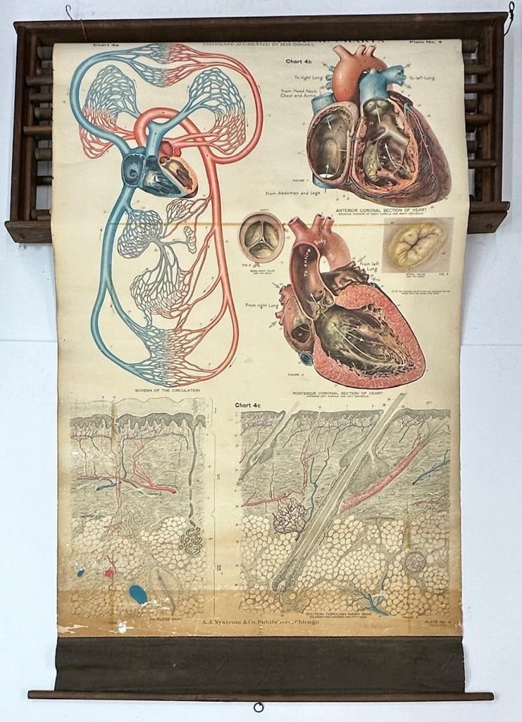 Max Brodel Anatomical Medical Charts: This is a very old set of educational anatomical prints. There is discoloration, some holes and minor fraying/tears throughout. Must be handled gently to prevent further damage as the paper is somewha