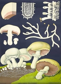 Vintage Jung Koch Quentell German Botanical Classroom Print