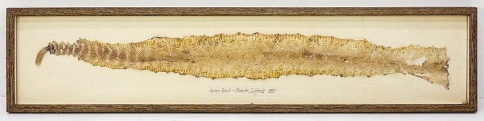 Mounted Rattlesnake Skin in Acrylic Frame from Shandon, CA