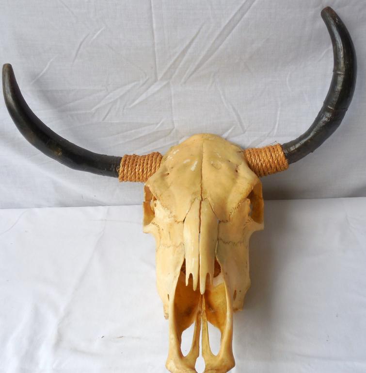 Skull with Horns skull 18'' Horn Span 22'' (1 of 6)