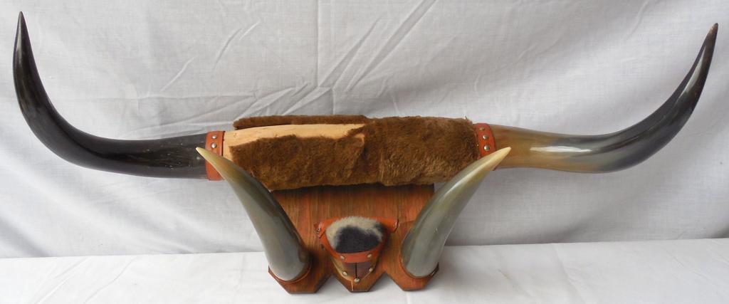 Horns and Hoof 32'' Horn Span: 32'' Horn Span