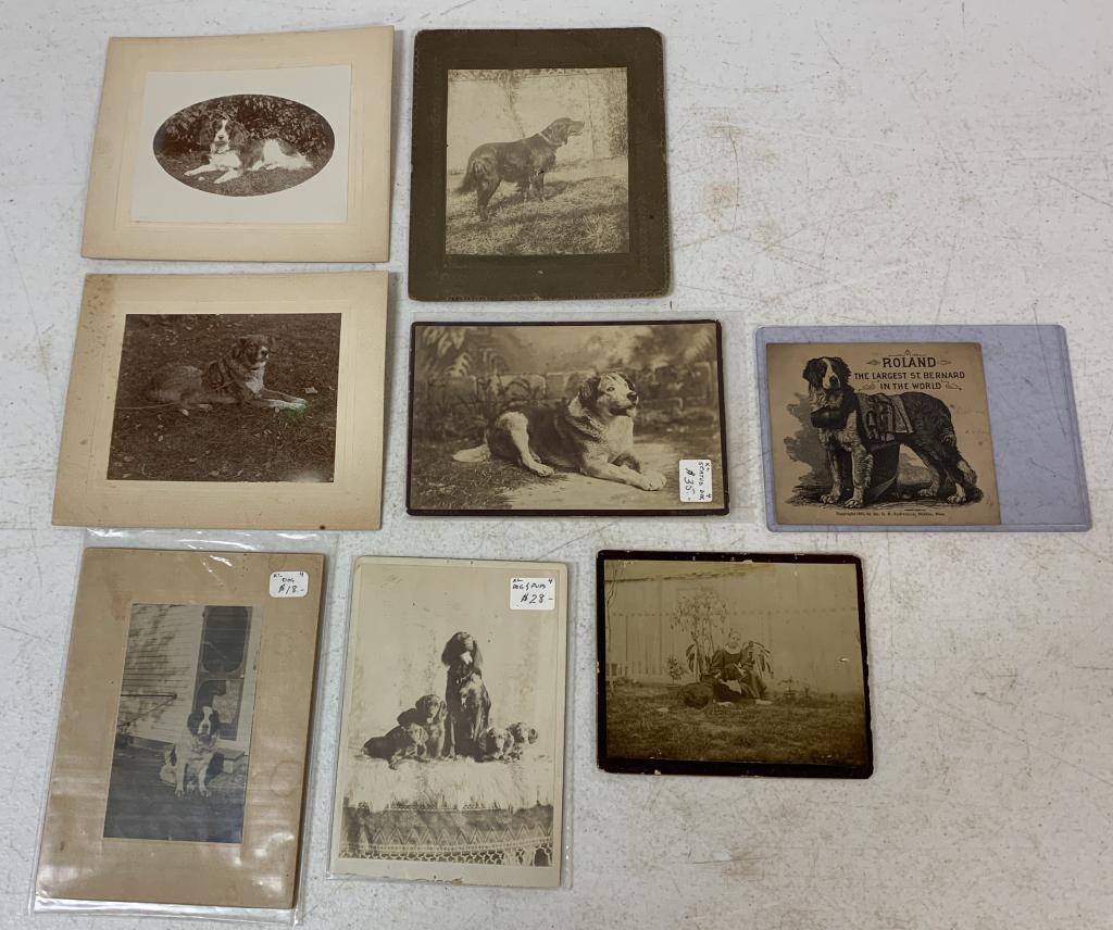 (7) Very Old Dog Photographs: all with age and some discoloring, one is an ad for Roland the largest St. Bernard copyright 1885