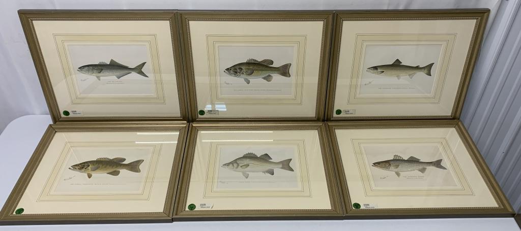 lot of 6 Framed Fish Prints (1 of 8)