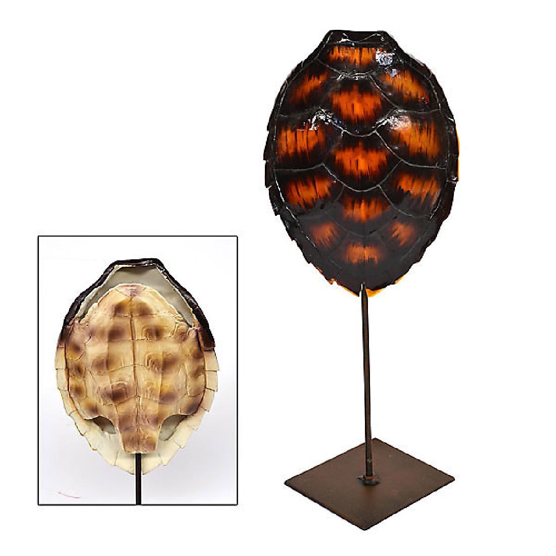 Turtle Shell on Stand (1 of 1)